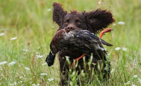 American Water Spaniel Puppies - Doglers