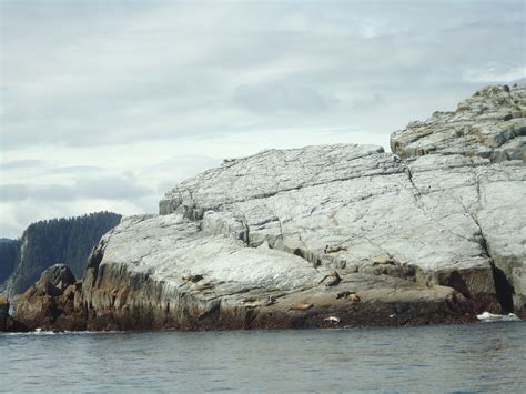 Sealions On The Rocks Fjords Of The Kenai National Park Kenai Fjord