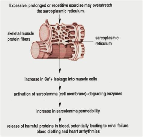 Tpp Pathophysiology Of Possible Ospe Conditions Flashcards Quizlet