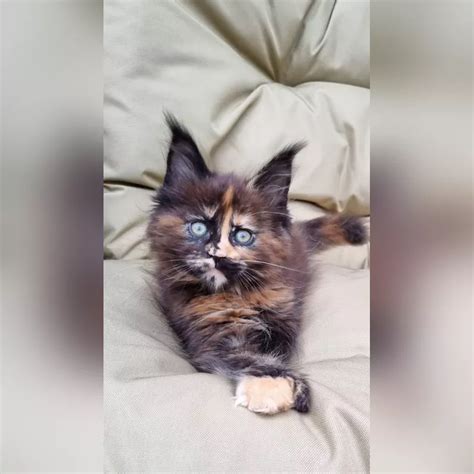 Jessica Maine Coon Poly Female Reserved 3100 Meowoff Kittens For Sale In Chicago