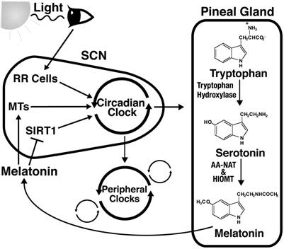 Circadian Rhythms Are Regulated By More Than One Zeitgeber Light Is