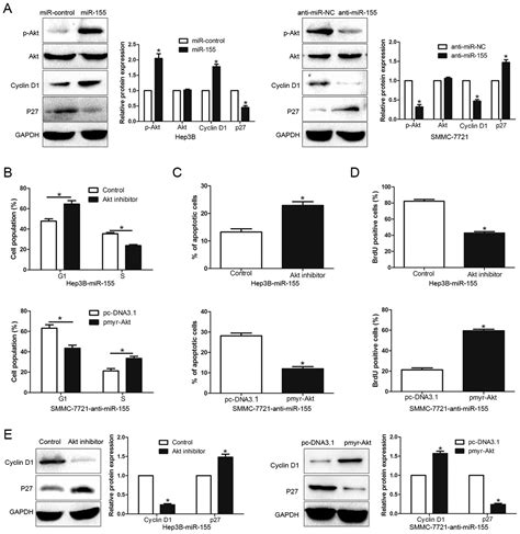 Microrna 155 Promotes Tumor Growth Of Human Hepatocellular Carcinoma By