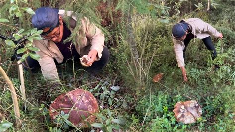 NAGKALAT SA DAMI ANG MGA HIGANTENG KABUTE MUSHROOM FORAGING FUNGHI