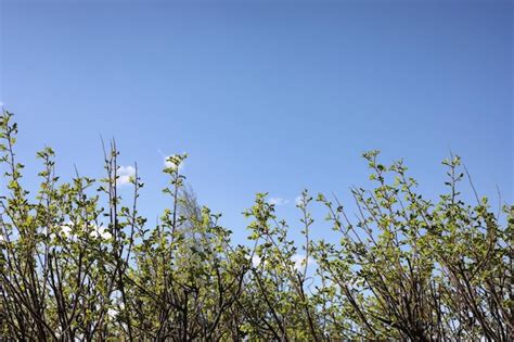 Natureza Da Primavera Folhas E Arbustos As Primeiras Folhas Verdes