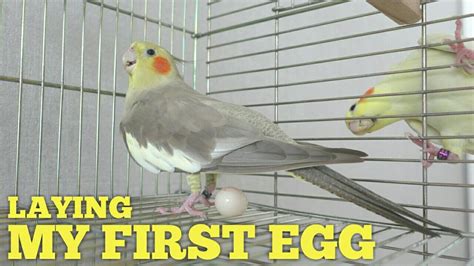 Cockatiel Laying An Egg For The First Time At The Age Of 2 7 🤗 Pregnant