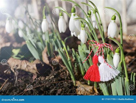 Snowdrops and Martenitsa. Symbols of Spring. White Snowdrop Flowers and ...