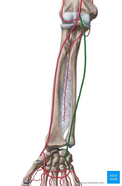 Ulnar artery: Branches, definition, clinical notes | Kenhub