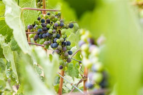 California Wines Made With New Hybrid Grapes Hold Promise, If Anyone ...