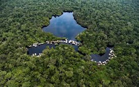 La Forêt Dafrique Centrale Deuxième Poumon Vert De La Planète En