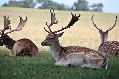 A Close Up Of A Fallow Deer Stock Image Image Of Fallow Plant 257976411