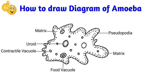 How To Draw And Label Amoeba How To Draw Amoeba Very Easy Youtube