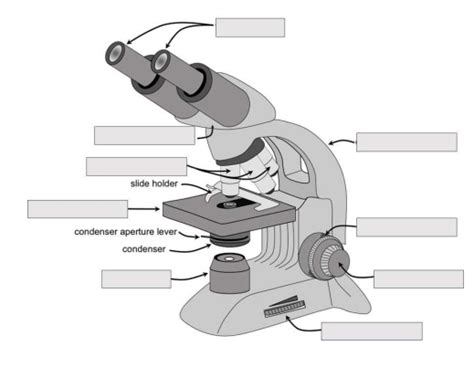 Microscope Labeling Diagram Quizlet