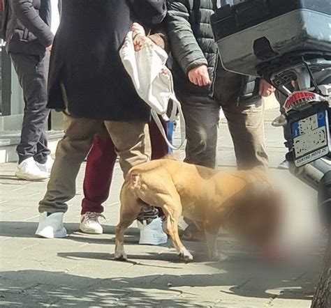 Napoli Pitbull Lasciato Libero Sbrana Barboncino Padrona Della