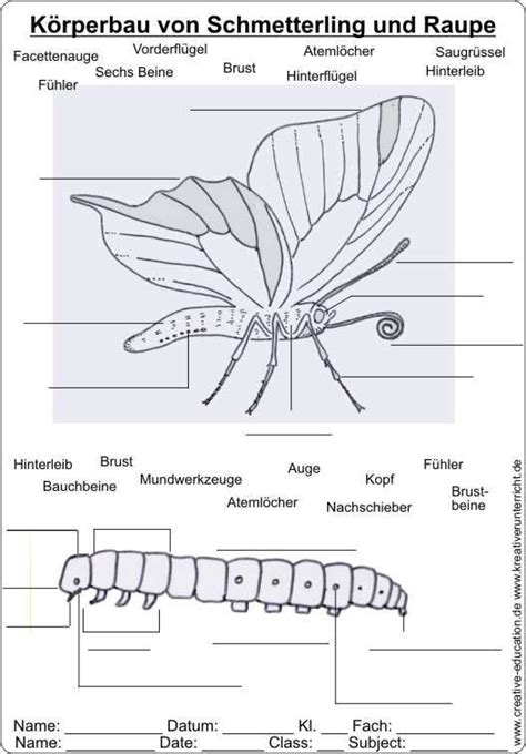 Körperbau von Schmetterling und Raupe AB1 Schmetterling projekt