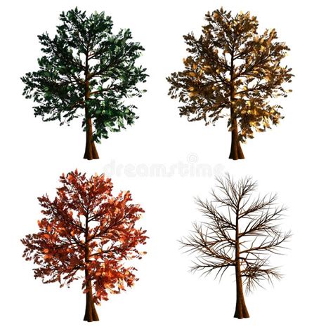 No Leaves Tree Stock Illustrations 2687 No Leaves Tree Stock