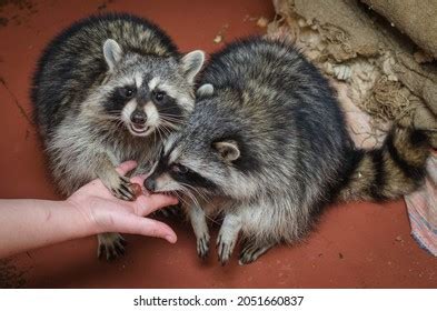 400 Holding hands raccoon Images, Stock Photos & Vectors | Shutterstock