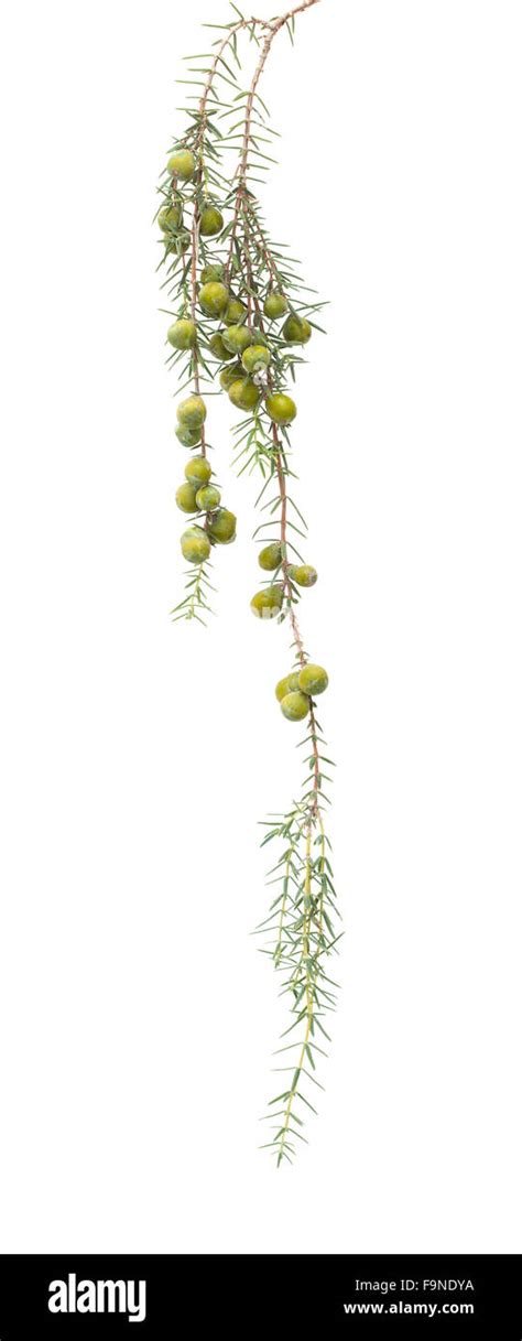 Juniperus Cedrus Canary Islands Juniper Branches Isolated On White