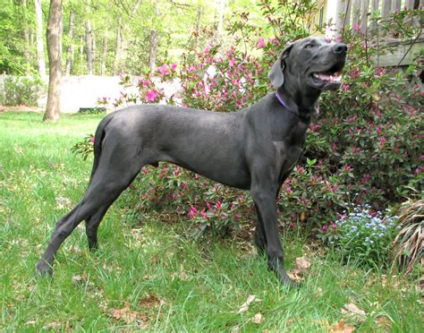 Great Dane - My Doggy Rocks