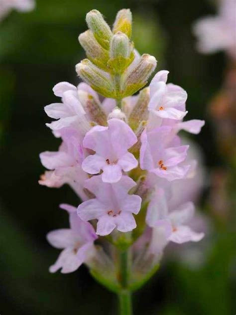 Lavender Pink Ellagance Lavandula Angustifolia Perennial Fragrant