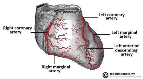 The Heart Wall Teachmeanatomy