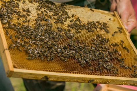 A mão do apicultor está trabalhando abelhas e colméias no apiário