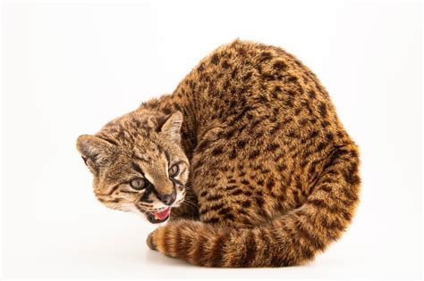 Male Guiña (Leopardus guigna guigna) - Joel Sartore