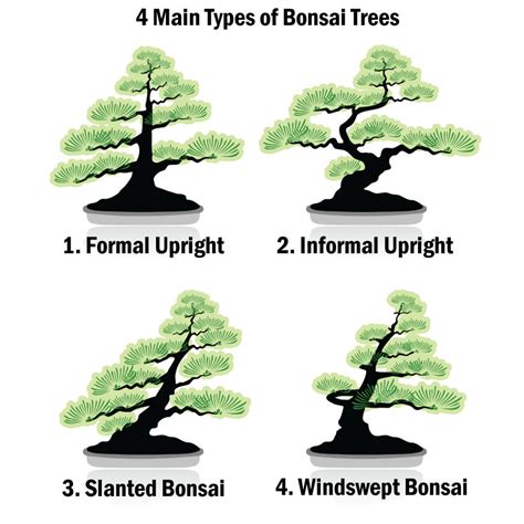 13 Types Of Bonsai Trees By Style And Shape Plus Pictures