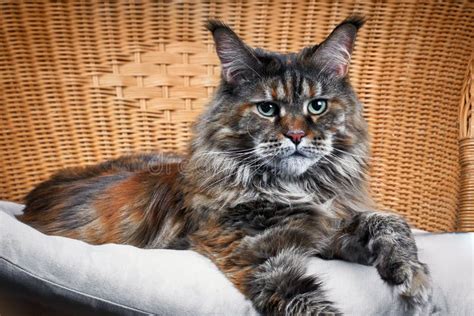 Retrato Do Gato Do Mato Bonitinho Na Cadeira De Wicker Foto De Stock