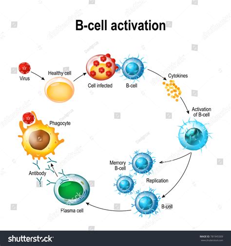 Activation Bcell Leukocytes Lymphoblast Activation Memory Stock