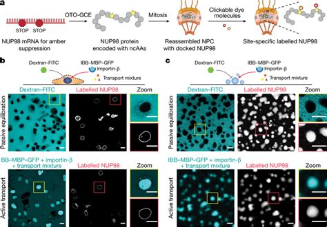 Site Specific Labelling Of Nup In The Functional State Inside The Npc