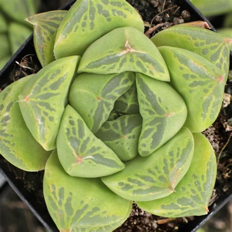 Best Succulents for Shade | Mountain Crest Gardens®