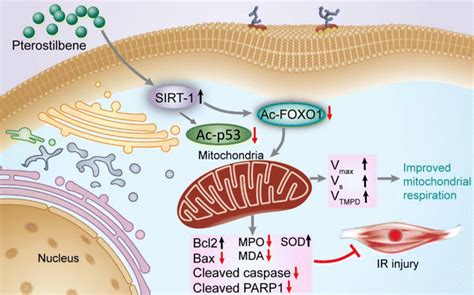 PTE Alleviates Skeletal Muscle IR Injury By Activating The