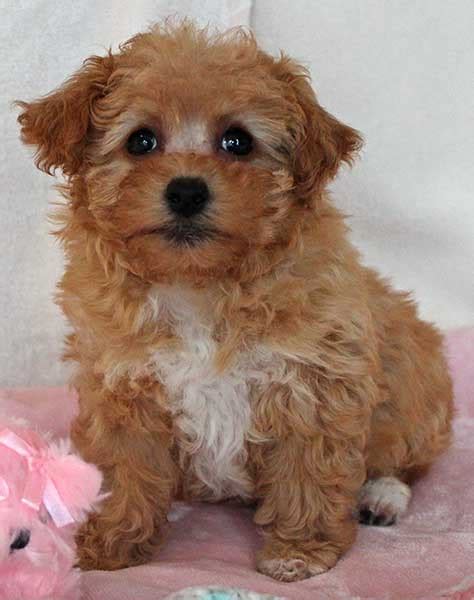 Havapoo Puppy for Sale - Heavenly Puppies