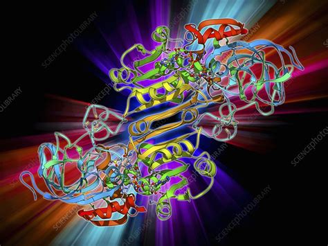 Alcohol dehydrogenase molecule - Stock Image - F009/6495 - Science ...