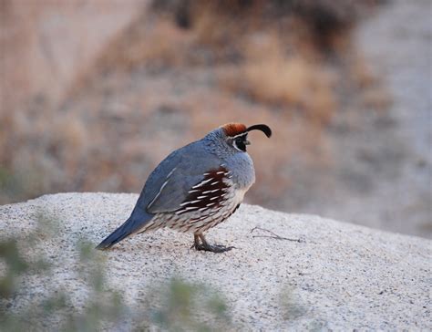 Filejoshua Tree Np Gambels Quail 3b Wikimedia Commons