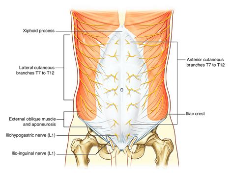 Easy Notes On 【abdominal Wall】learn In Just 3 Minutes Earths Lab