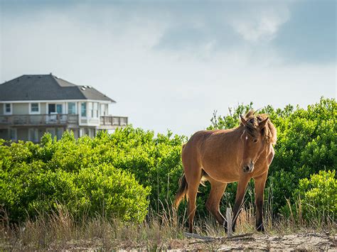 Corolla Wild Horses The Northern Outer Banks