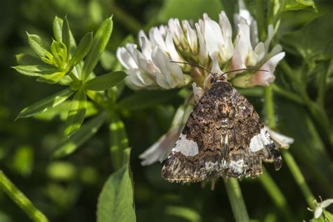 Cross-pollination | Definition, Plants, Mechanism, & Facts | Britannica