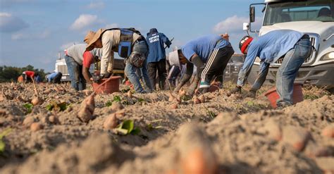 Farmers Harvesting Crops · Free Stock Photo