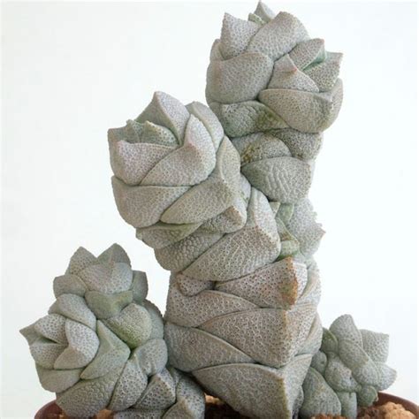 Crassula Deceptor Th Suculentas