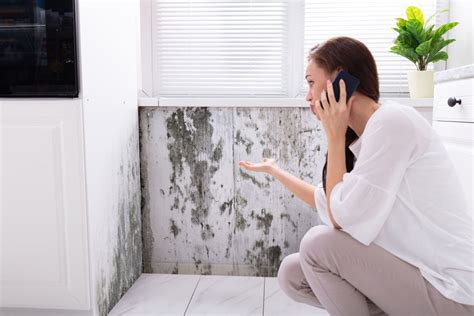 How To Tell If Your Home Has Mold Mold Removal In Mounds View Mn