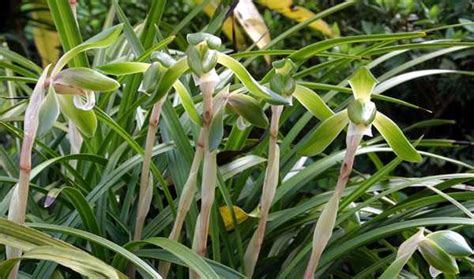 Cymbidium Goeringii A Cold Hardy Terrestrial Orchid From East Asia