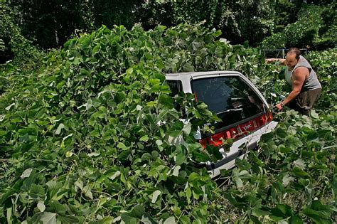 Kudzu Listed In Worlds Top Worst Invasive Species