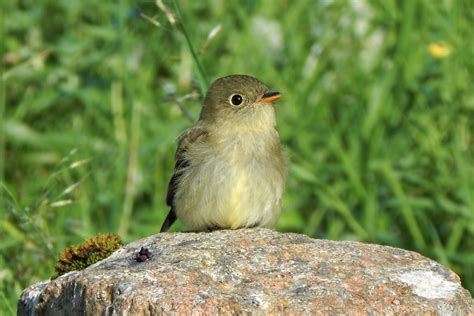 Yellow Bellied Flycatcher