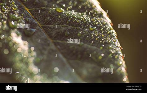 Water Drop On A Leaf After Rain Stock Photo Alamy