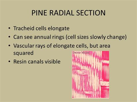 Radial Section Of Pine Wood