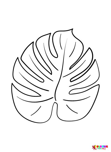 Monstera Leaf Coloring Pages Folhas para colorir Páginas para