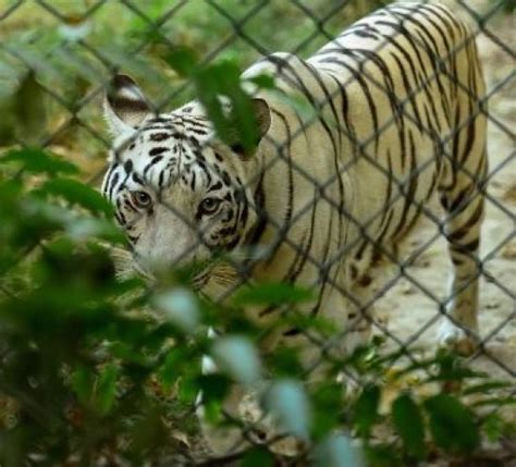 Lucknow Zoo timings, lucknow. Location, Entry Fees, Opening Hours ...