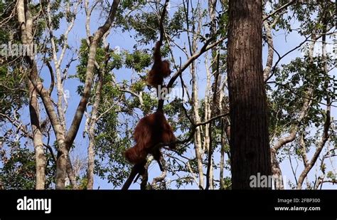 Indonesia Indonesian Kalimantan Tanjung Puting National Park Stock