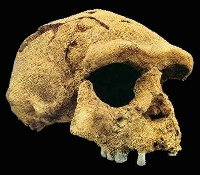 Homo Erectus The 1st Evidence Of The Homo Species Was Discovered In